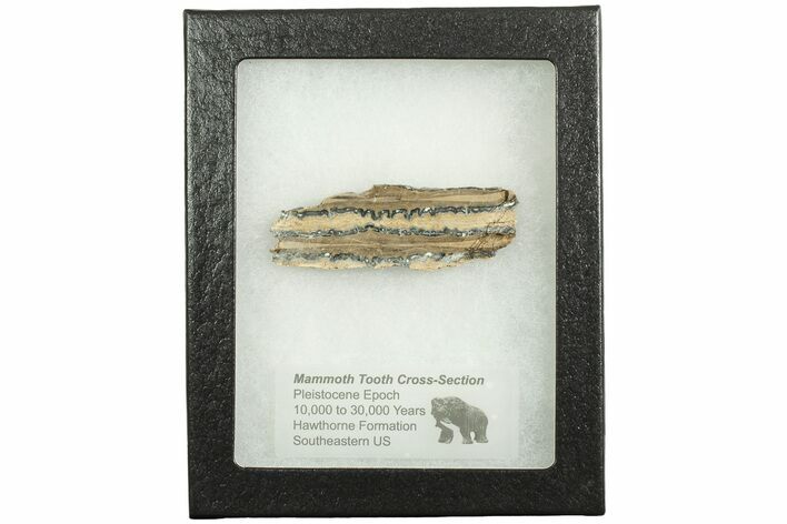 Mammoth Molar Slice with Case - South Carolina #207606